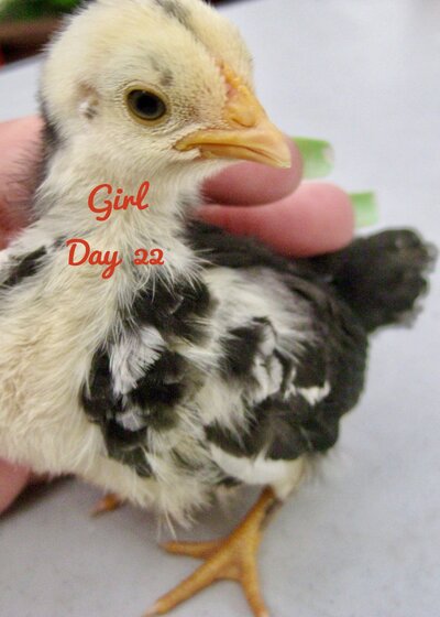 Girl..24.jpg