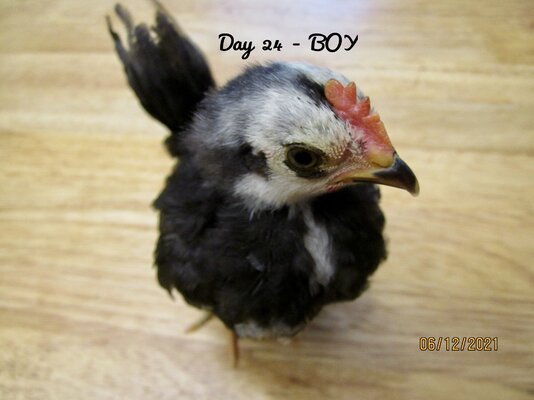 Boy.-24.JPG