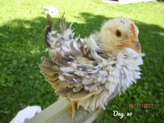 Day.30...JPG