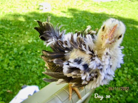 Day.30..JPG