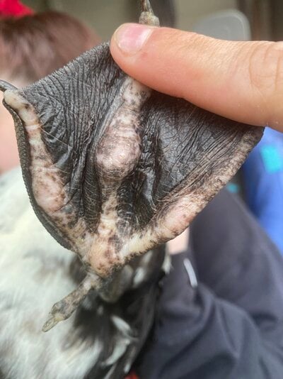 Vi after fluid came out.jpg