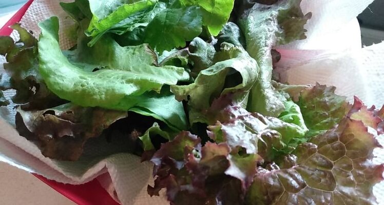Salad.jpg