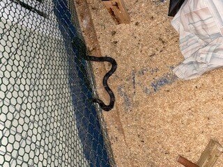 snake in baby girls pen.jpg