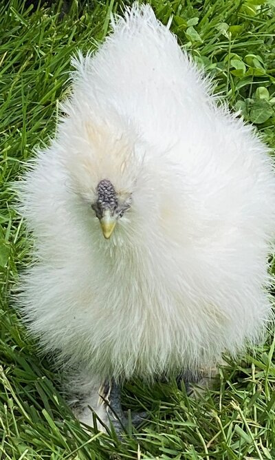eggs2.jpg