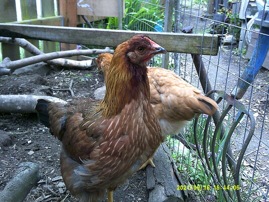 DSCF0116.JPG