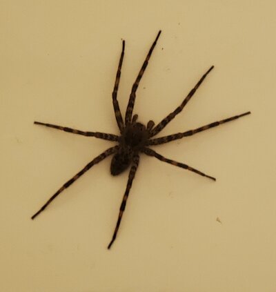 spider-01.jpg