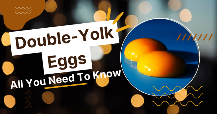 Double Yolk Eggs: All You Need To Know