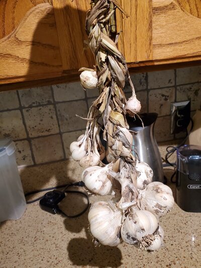 garlic.jpg