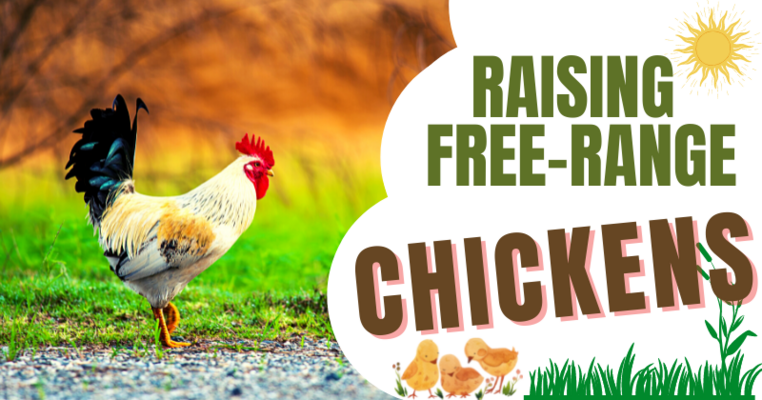 Raising Free-Range Chickens