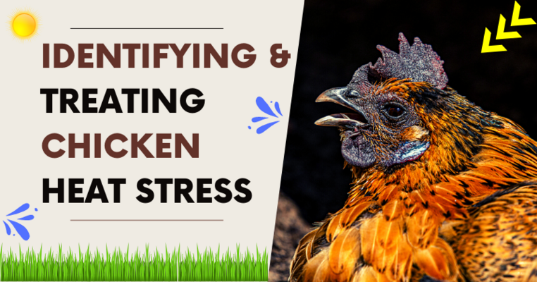 Identifying & Treating Chicken Heat Stress