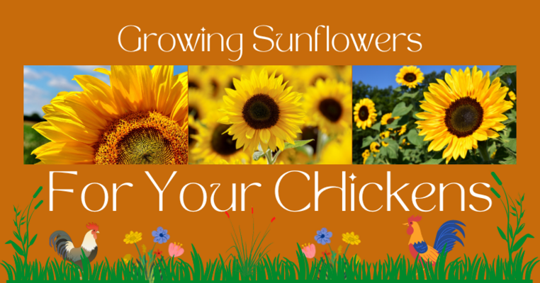 Growing sunflowers for your chickens