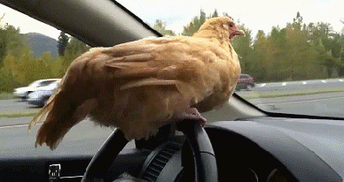 funny-chicken-on-steering-wheel-gif.gif