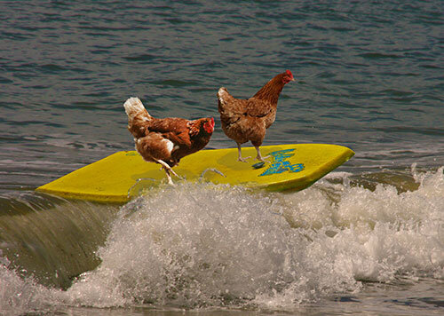 surf-chicken.jpg