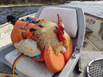 chicken-wearing-a-life-jacketshared-by-tosh-e-on-facebook.jpg