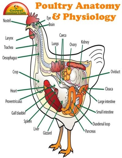 chickenanatomyphysiology-140119134735-phpapp02-thumbnail-4.jpg