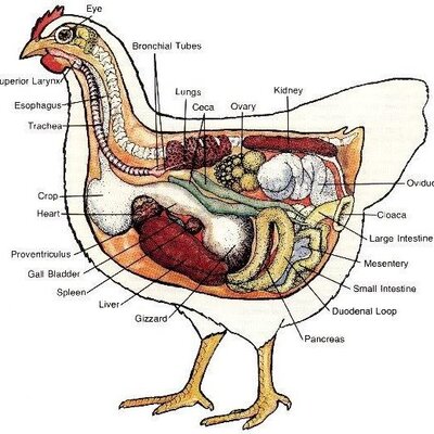General-parts-of-chicken-Source-Anotomy-and-Physiology-of-Poultry-Perham-2010_Q640.jpg