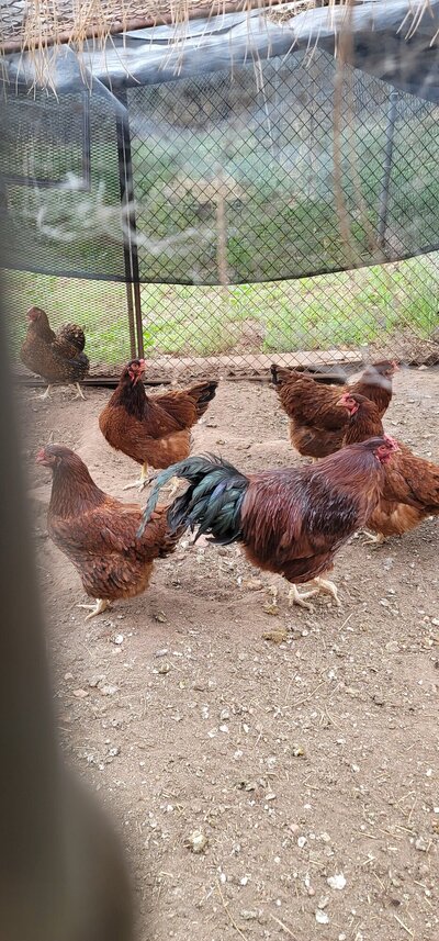 chicken 1.jpg