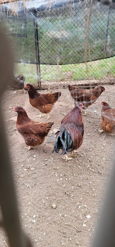 Chicken 2.jpg