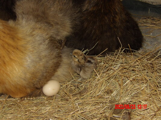 what is that mama.JPG