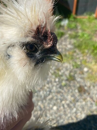 EGGS INJURY.jpg