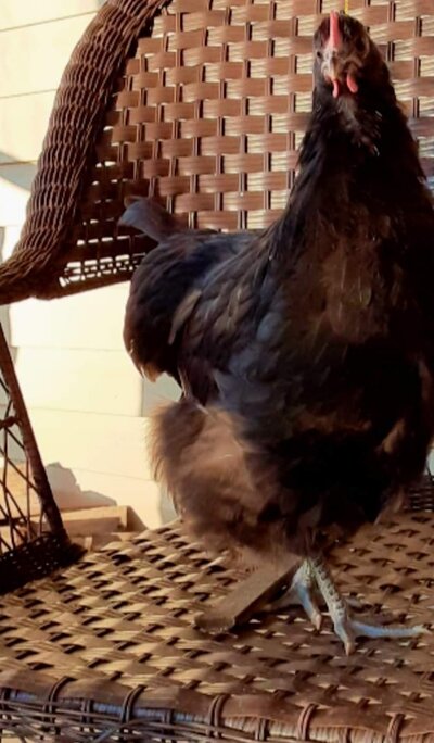 Screenshot_20220627-112820_BackYard Chickens.jpg