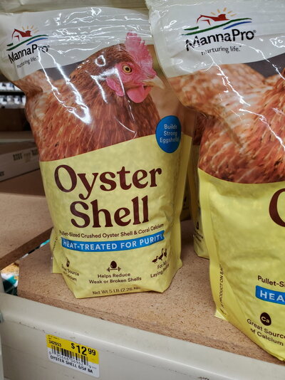 oyster shell.jpg