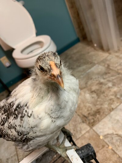 IMG_0555.jpeg