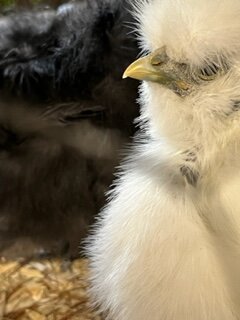 white pullet 1.JPG