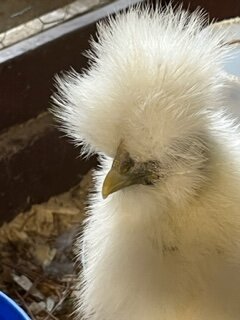 white pullet crest.JPG