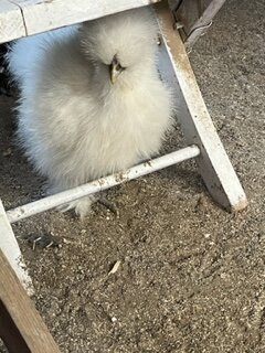 white maybe pullet.JPG