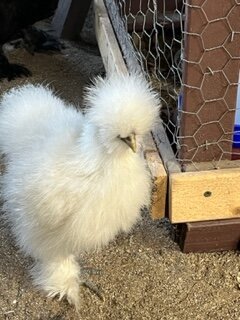 white maybe pullet 2.JPG