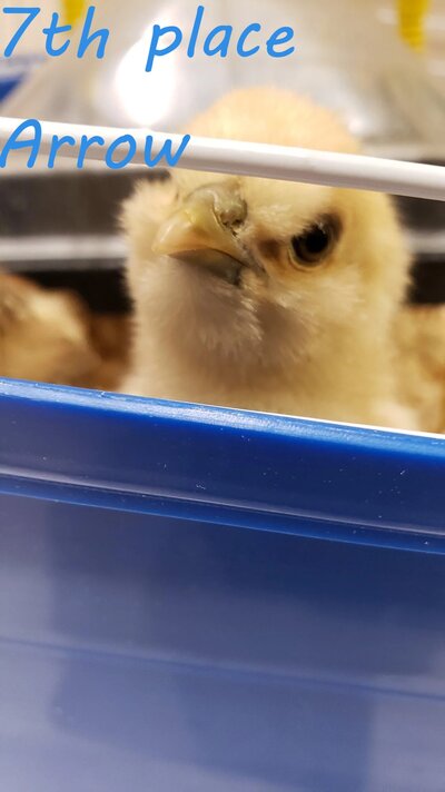 Duckpip.jpg