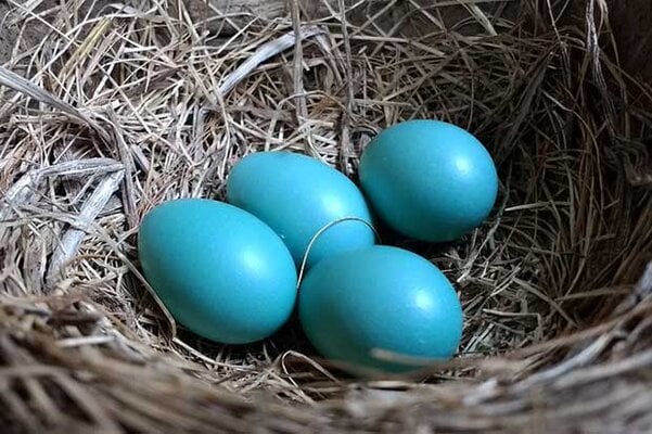 robin-eggs.jpg