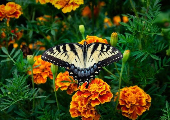 Marigolds and Your Chickens