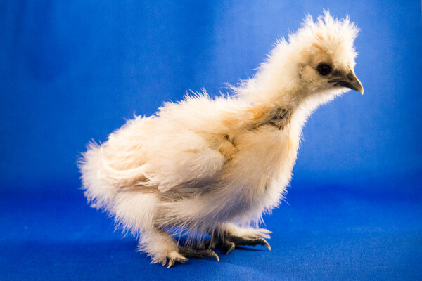 Baby Chicks July 4-2.jpg