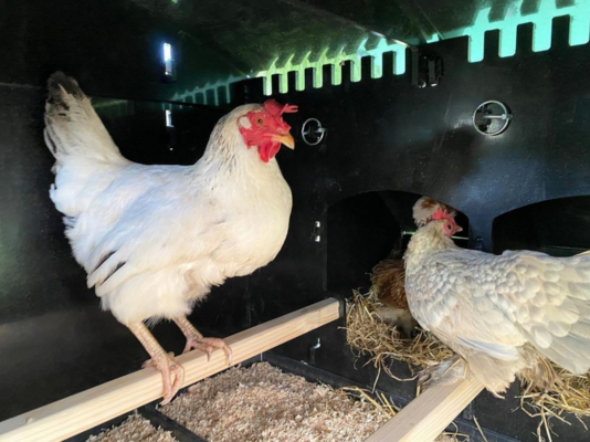 Screenshot 2022-07-07 at 4.40.16 pm.png