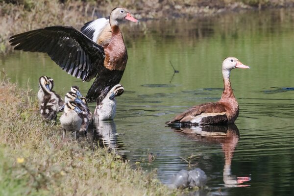 Black bellied whistling duck & ducklings.jpg