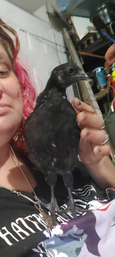 My Ayma Cemani mixes and my first offspring!