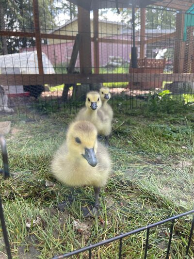 Goslings.jpg