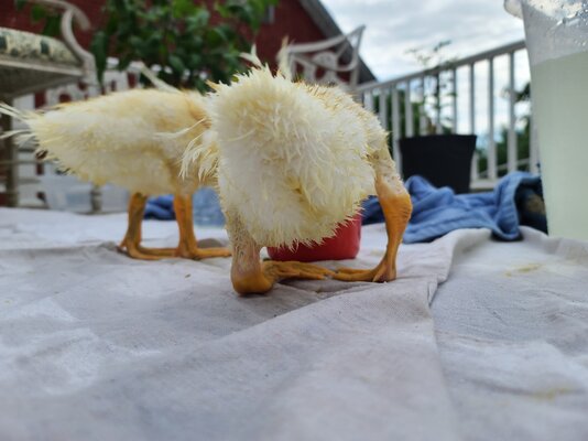 duckling 1 from behind 12 July 2022.jpeg