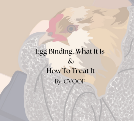 Egg Binding, What It Is & How To Treat It (5).png
