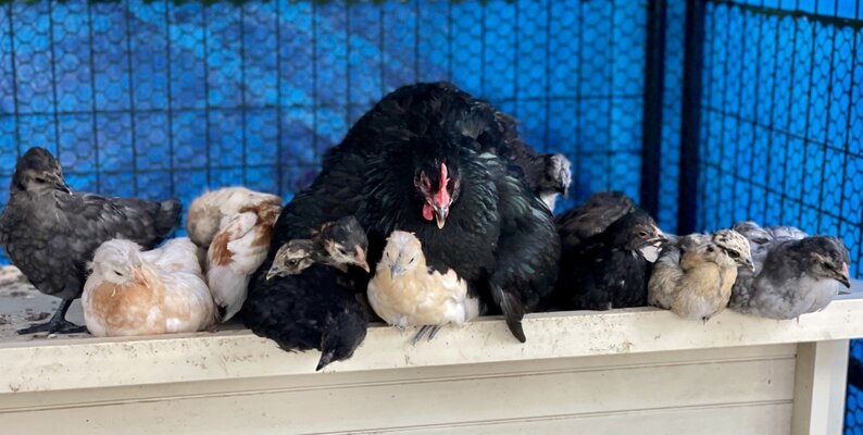 Chicks on Coop.jpg