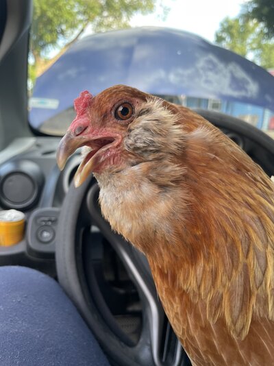 BirdieDriver.jpg