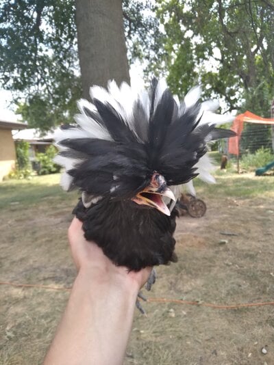 Pepper.jpg
