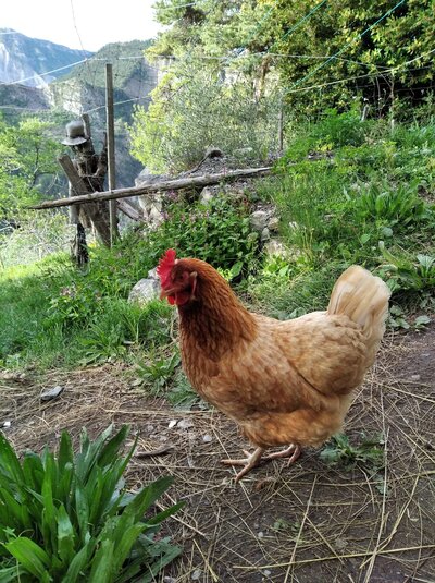 The chickens des Sauches