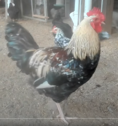 fabio 1.png