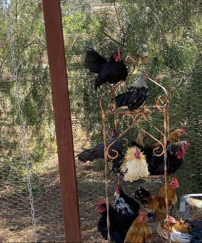 roosters.jpeg