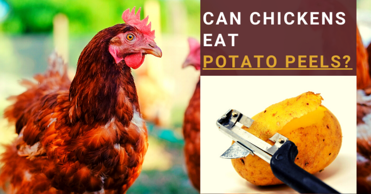 Can Chickens Eat Potato Peels?