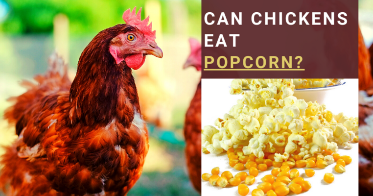 Can Chickens Eat Popcorn? All You Need To Know