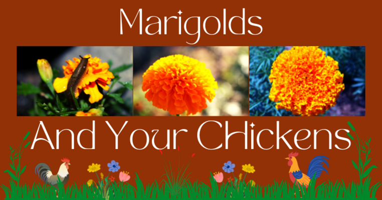 Marigolds and Your Chickens